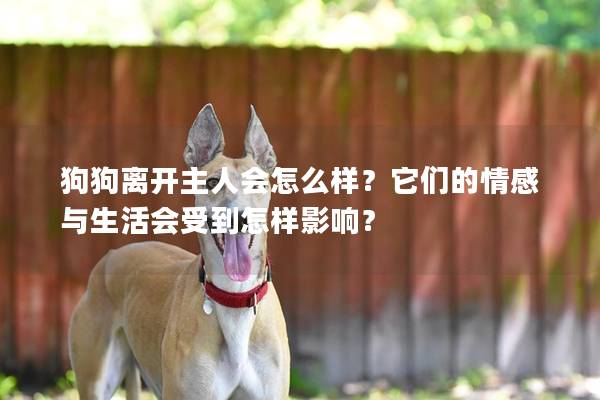 狗狗離開主人會怎么樣？它們的情感與生活會受到怎樣影響？