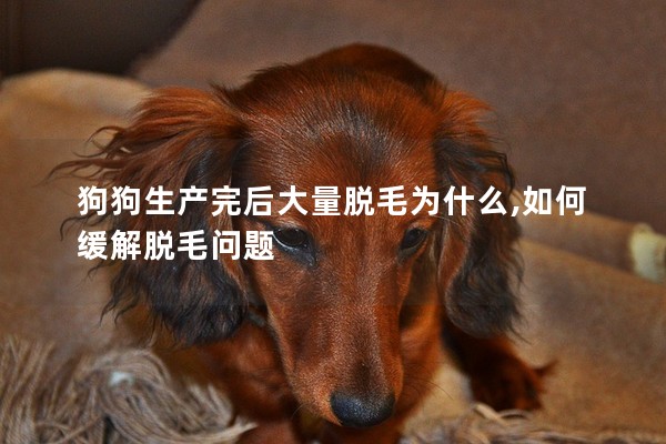 狗狗生產完后大量脫毛為什么,如何緩解脫毛問題