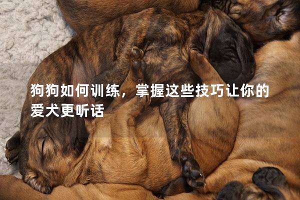 狗狗如何訓練，掌握這些技巧讓你的愛犬更聽話