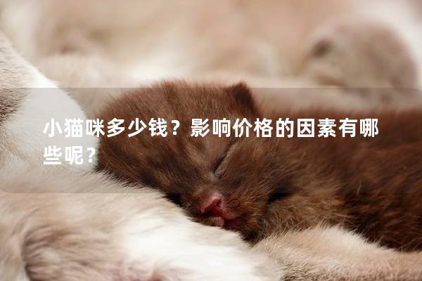 小貓咪多少錢?影響價格的因素有哪些呢?