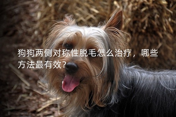 狗狗兩側對稱性脫毛怎么治療,哪些方法最有效? 狗狗兩側對稱性脫毛怎么治療,哪些方法最有效?
