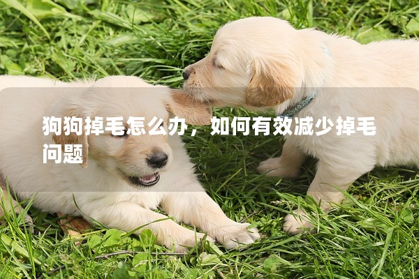 狗狗掉毛怎么辦,如何有效減少掉毛問題 狗狗掉毛怎么辦,如何有效減少掉毛問題