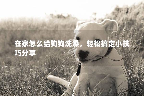 在家怎么給狗狗洗澡，輕松搞定小技巧分享