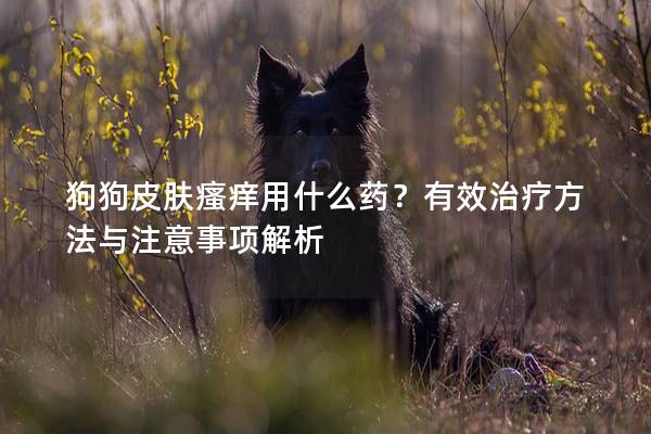 狗狗皮膚瘙癢用什么藥？有效治療方法與注意事項(xiàng)解析