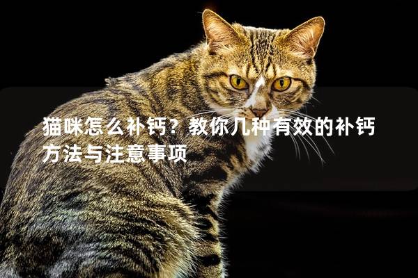 貓咪怎么補(bǔ)鈣？教你幾種有效的補(bǔ)鈣方法與注意事項(xiàng)