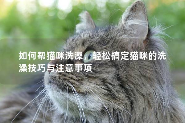 如何幫貓咪洗澡，輕松搞定貓咪的洗澡技巧與注意事項