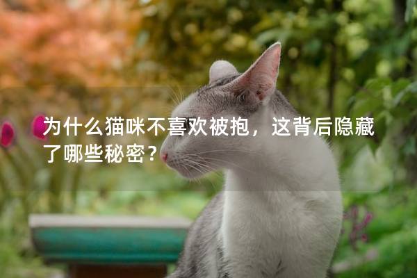 為什么貓咪不喜歡被抱，這背后隱藏了哪些秘密？