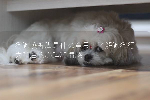 狗狗咬褲腳是什么意思？了解狗狗行為背后的心理和情感