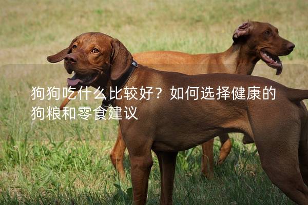 狗狗吃什么比較好?如何選擇健康的狗糧和零食建議 狗狗吃什么比較好?如何選擇健康的狗糧和零食建議