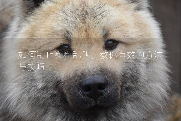 如何制止狗狗亂叫，教你有效的方法與技巧