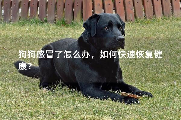 狗狗感冒了怎么辦，如何快速恢復健康？