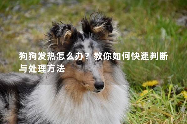 狗狗發熱怎么辦？教你如何快速判斷與處理方法