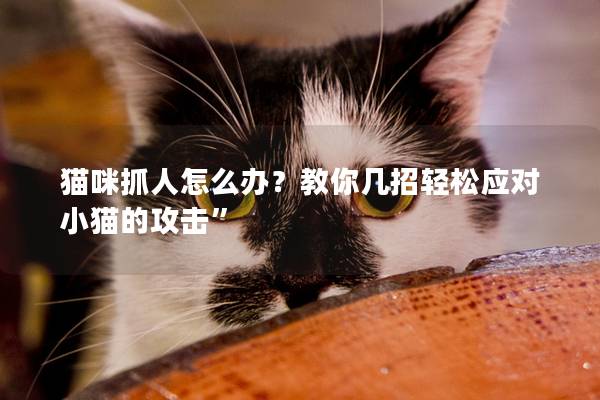 貓咪抓人怎么辦？教你幾招輕松應對小貓的攻擊”