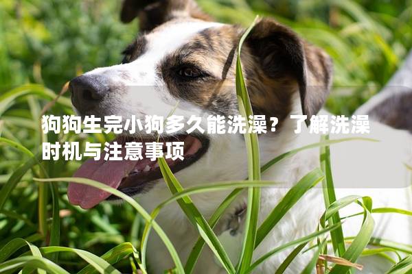 狗狗生完小狗多久能洗澡？了解洗澡時機與注意事項