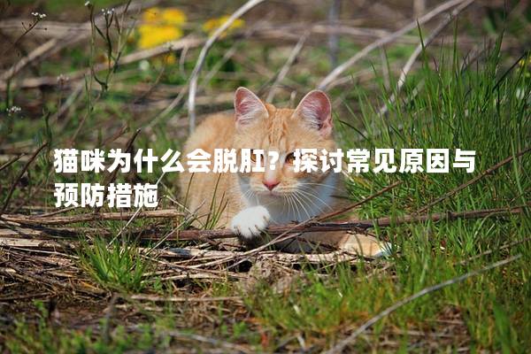 貓咪為什么會脫肛？探討常見原因與預防措施