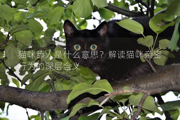 貓咪舔人是什么意思？解讀貓咪親密行為的深層含義