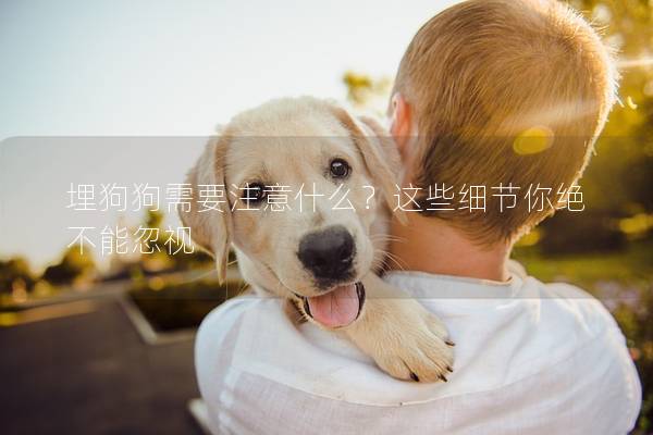 埋狗狗需要注意什么?這些細節你絕不能忽視 埋狗狗需要注意什么?這些細節你絕不能忽視