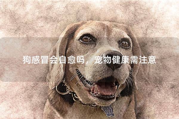 狗感冒會自愈嗎，寵物健康需注意