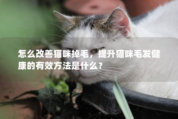 怎么改善貓咪掉毛，提升貓咪毛發健康的有效方法是什么？