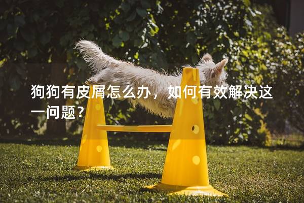 狗狗有皮屑怎么辦，如何有效解決這一問題？
