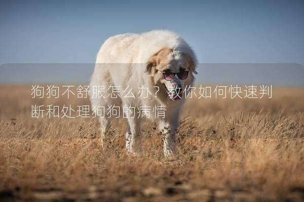 狗狗不舒服怎么辦？教你如何快速判斷和處理狗狗的病情