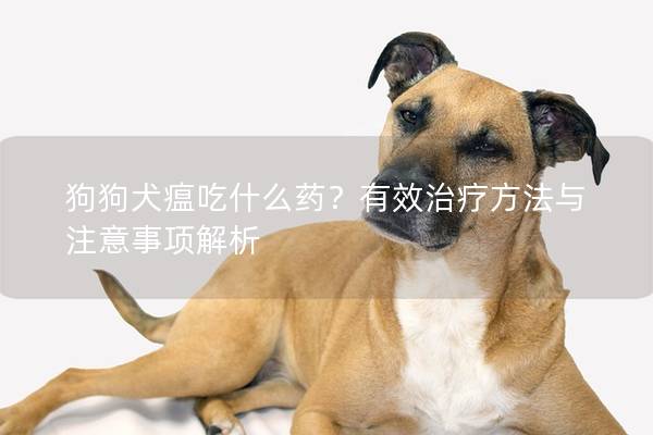 狗狗犬瘟吃什么藥？有效治療方法與注意事項解析