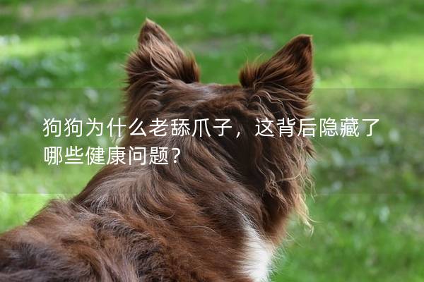 狗狗為什么老舔爪子，這背后隱藏了哪些健康問題？