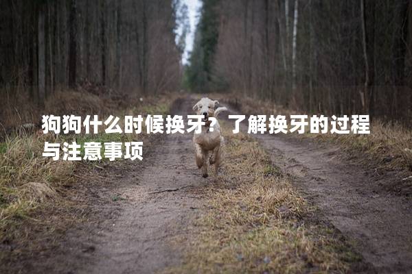 狗狗什么時(shí)候換牙?了解換牙的過(guò)程與注意事項(xiàng) 狗狗什么時(shí)候換牙?了解換牙的過(guò)程與注意事項(xiàng)