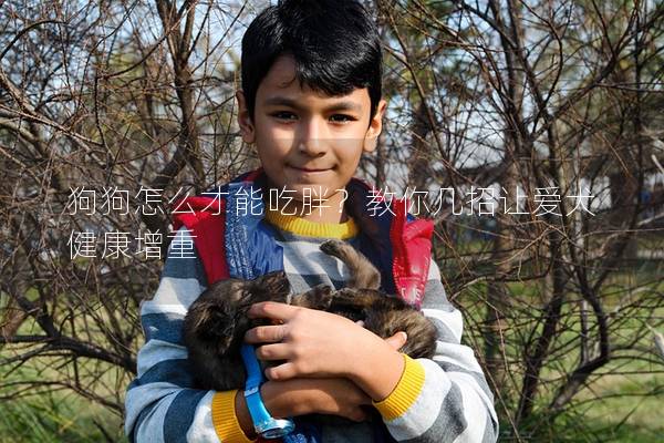 狗狗怎么才能吃胖？教你幾招讓愛犬健康增重
