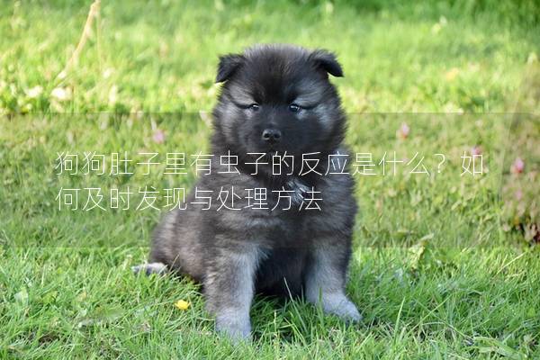 狗狗肚子里有蟲子的反應(yīng)是什么？如何及時發(fā)現(xiàn)與處理方法