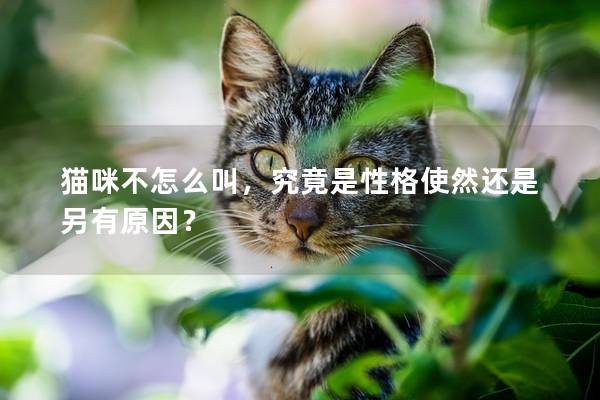貓咪不怎么叫，究竟是性格使然還是另有原因？