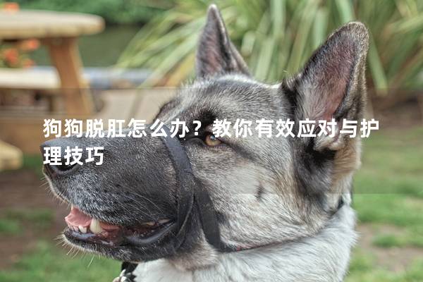 狗狗脫肛怎么辦?教你有效應對與護理技巧