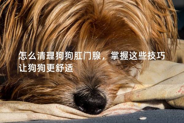 怎么清理狗狗肛門腺，掌握這些技巧讓狗狗更舒適