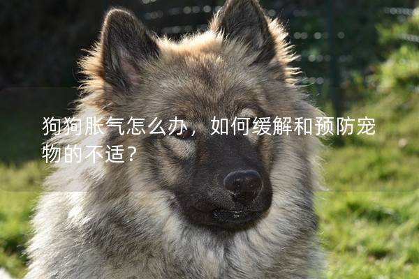 狗狗脹氣怎么辦，如何緩解和預(yù)防寵物的不適？