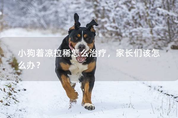 小狗著涼拉稀怎么治療，家長(zhǎng)們?cè)撛趺崔k？