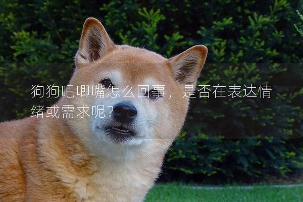 狗狗吧唧嘴怎么回事，是否在表達情緒或需求呢？