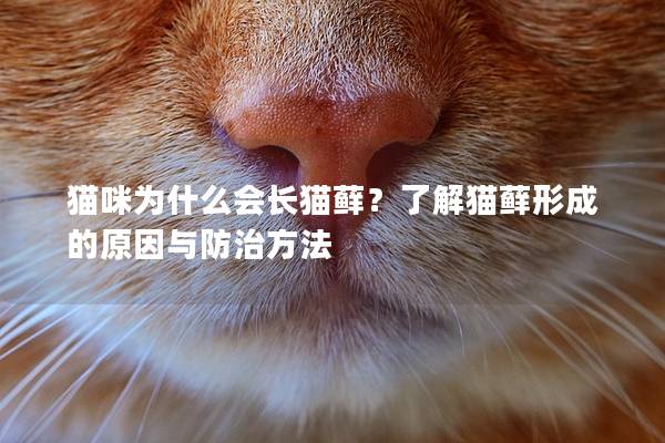 貓咪為什么會長貓蘚？了解貓蘚形成的原因與防治方法