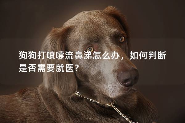 狗狗打噴嚏流鼻涕怎么辦,如何判斷是否需要就醫?