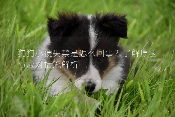 狗狗小便失禁是怎么回事？了解原因與應對措施解析