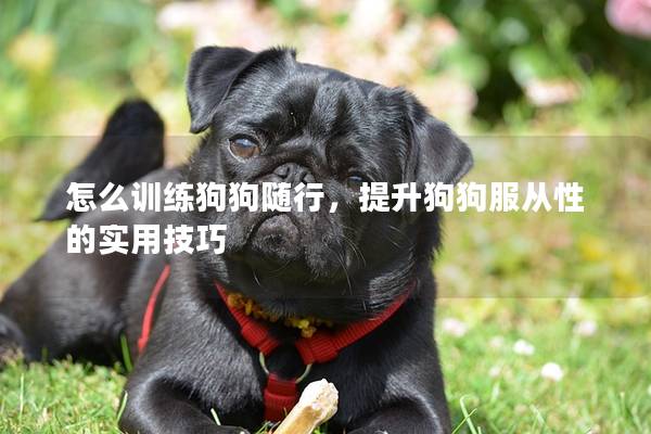 怎么訓(xùn)練狗狗隨行,提升狗狗服從性的實(shí)用技巧 怎么訓(xùn)練狗狗隨行,提升狗狗服從性的實(shí)用技巧