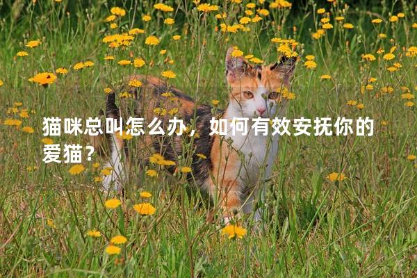 貓咪總叫怎么辦，如何有效安撫你的愛貓？