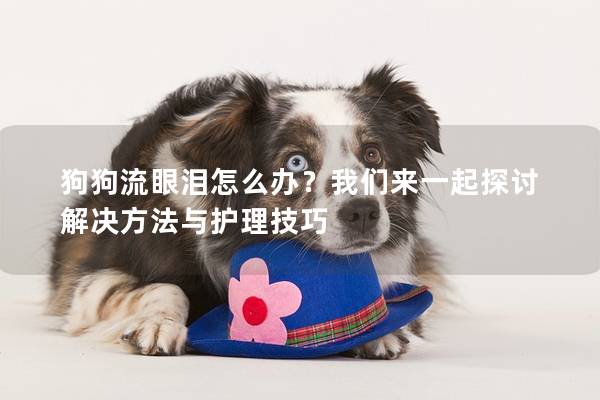 狗狗流眼淚怎么辦?我們來一起探討解決方法與護(hù)理技巧 狗狗流眼淚怎么辦?我們來一起探討解決方法與護(hù)理技巧