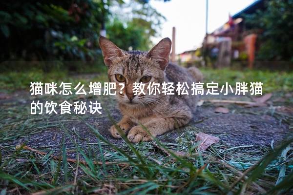 貓咪怎么增肥？教你輕松搞定小胖貓的飲食秘訣