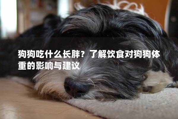 狗狗吃什么長胖？了解飲食對狗狗體重的影響與建議