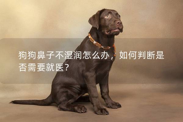 狗狗鼻子不濕潤怎么辦，如何判斷是否需要就醫？