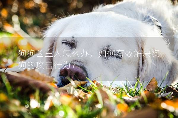 狗狗兇主人怎么辦，如何有效解決狗狗的攻擊行為？