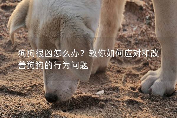 狗狗很兇怎么辦？教你如何應對和改善狗狗的行為問題