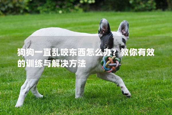 狗狗一直亂咬東西怎么辦？教你有效的訓練與解決方法