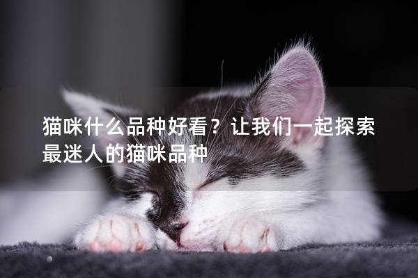 貓咪什么品種好看？讓我們一起探索最迷人的貓咪品種