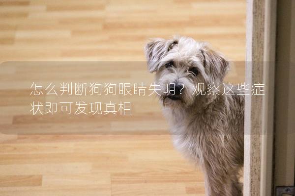 怎么判斷狗狗眼睛失明？觀察這些癥狀即可發(fā)現(xiàn)真相